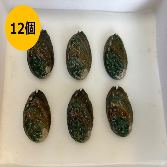 初出荷！アワビ12個セット（お買い得価格）