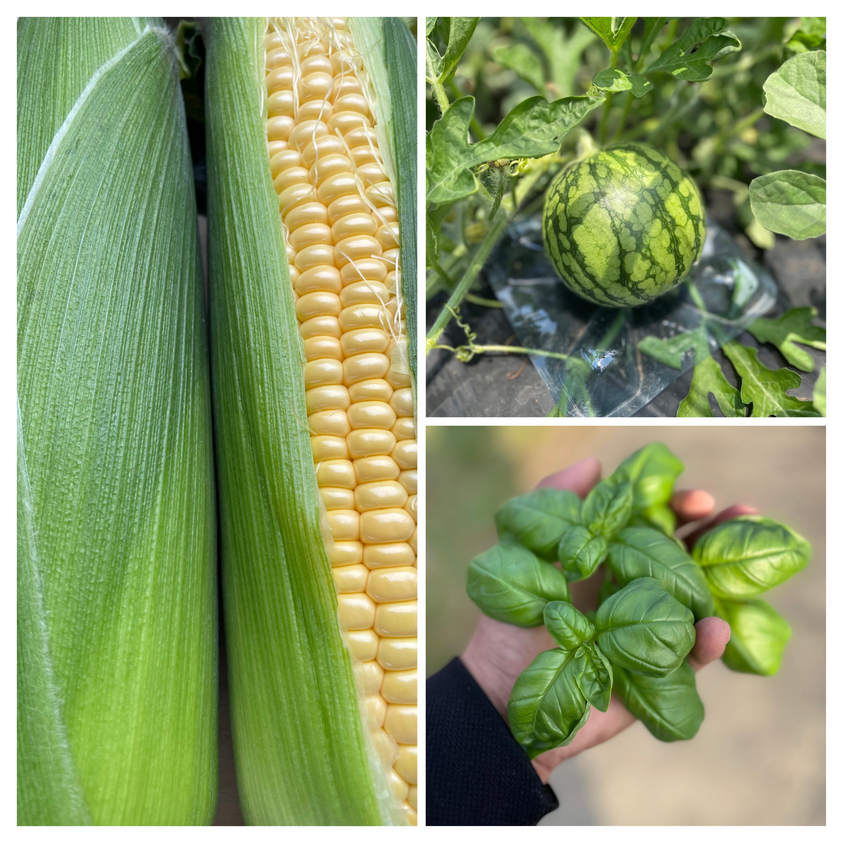 スイカと夏野菜の詰め合わせ ミネラル露地栽培 120 工場直営店