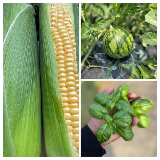 Bセット：夏の季節野菜・ハーブ・フルーツ （スイカ）