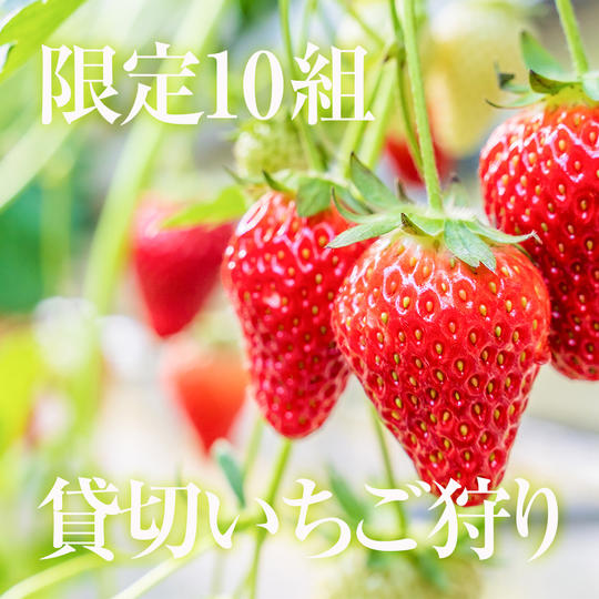 【企業コース/特別招待】貸切いちご狩り体験