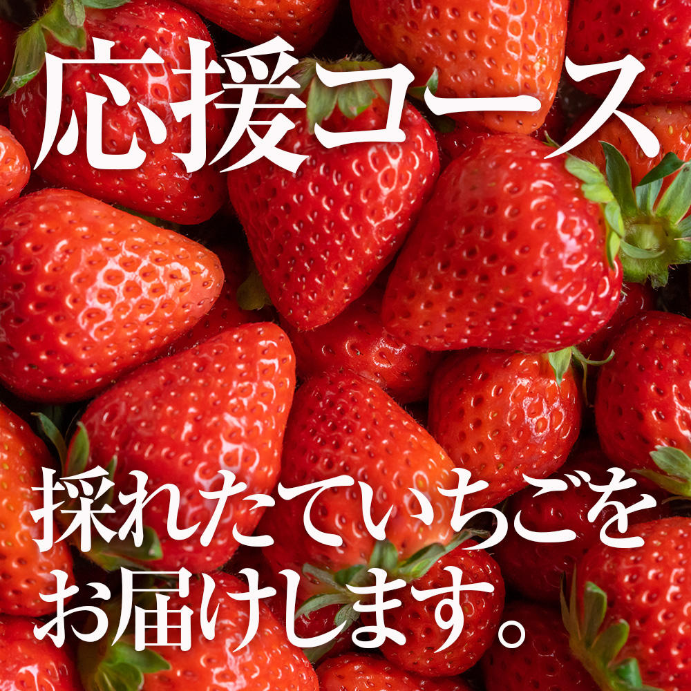 応援コース】こだわりいちご詰め合わせ - (【いちご×循環型農業