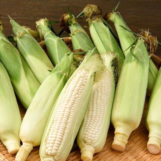 幻のとうもろこし”ピュアホワイト” 8本