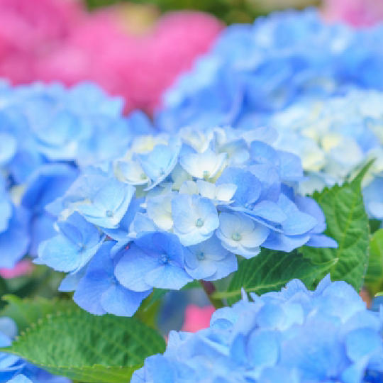 紫陽花のオーナー権