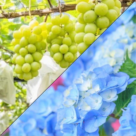 中川村産　シャインマスカット3房 + 紫陽花のオーナー権