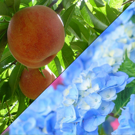 中川村産　桃　1箱10～12個入り + 紫陽花のオーナー権