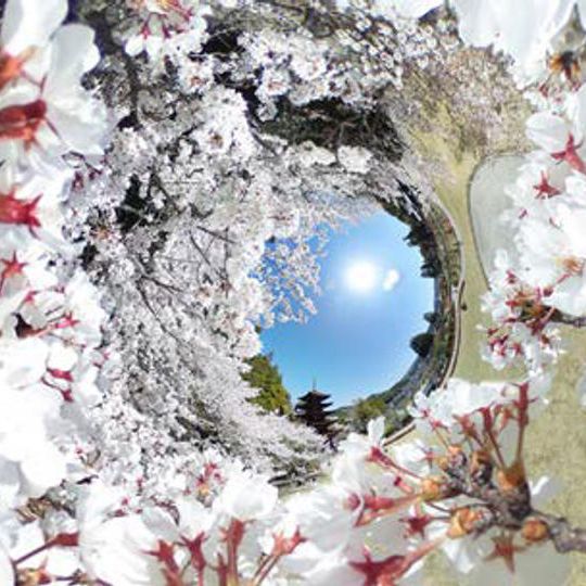 返礼品D:瑠璃光寺五重塔写真集・数珠ブレスレットプラン