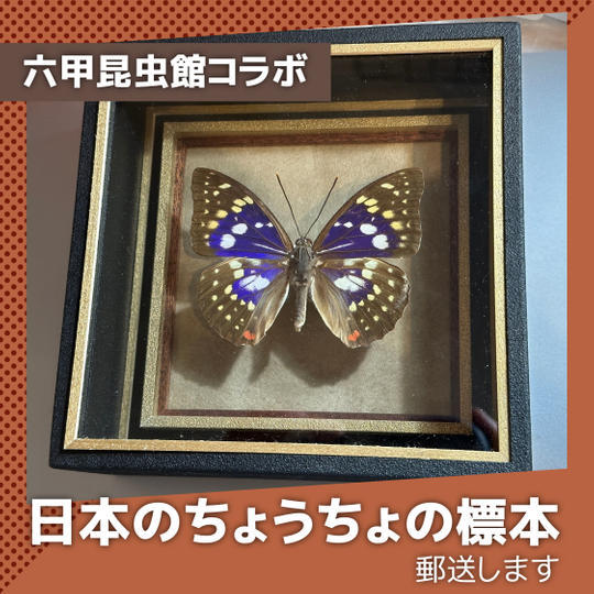 六甲昆虫館コラボ！日本のちょうちょの標本 ※郵送