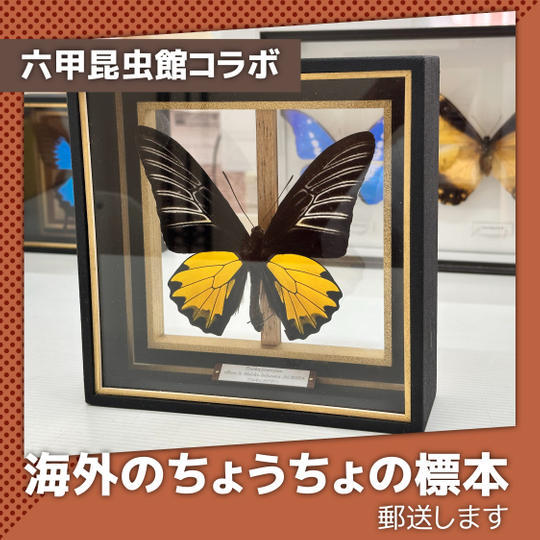 六甲昆虫館コラボ！海外のちょうちょの標本 ※郵送