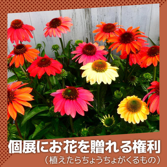 【スポンサー枠】個展会場にお花を贈る権利	