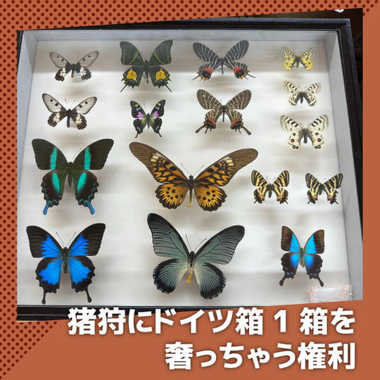 猪狩に標本箱1箱奢っちゃう権利