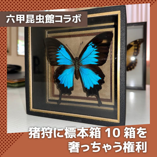 猪狩に標本箱10箱奢っちゃう権利