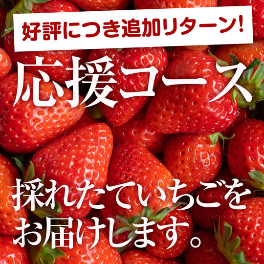 【好評につき追加リターン】こだわりいちご詰め合わせ【応援コース】