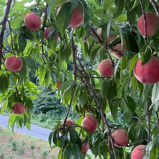 中川村産　桃