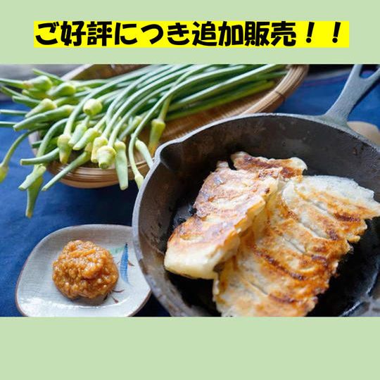 ハリマ王にんにくの”花芽餃子” 20個入り 【4パック】