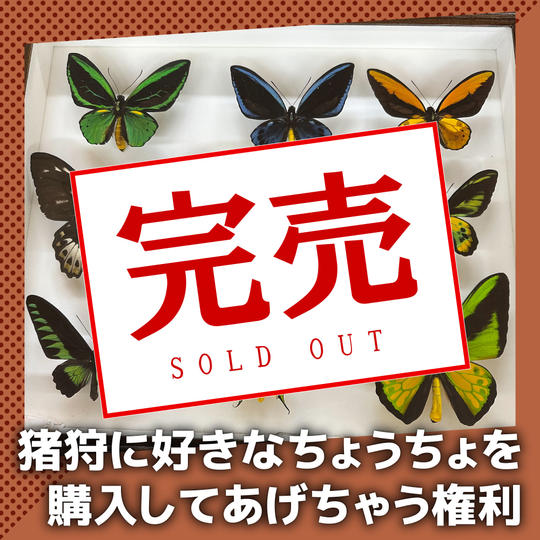 猪狩に好きなちょうちょを購入してあげちゃう権利