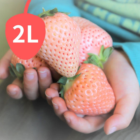 市場には出回らない贅沢な食べ応え!2Lサイズ以上の白いちご