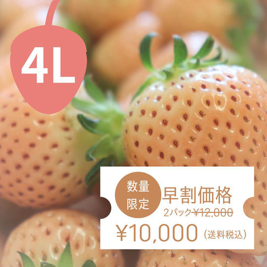 【数量限定早割】銀座で売り切れ続出!4Lサイズの白いちごパック