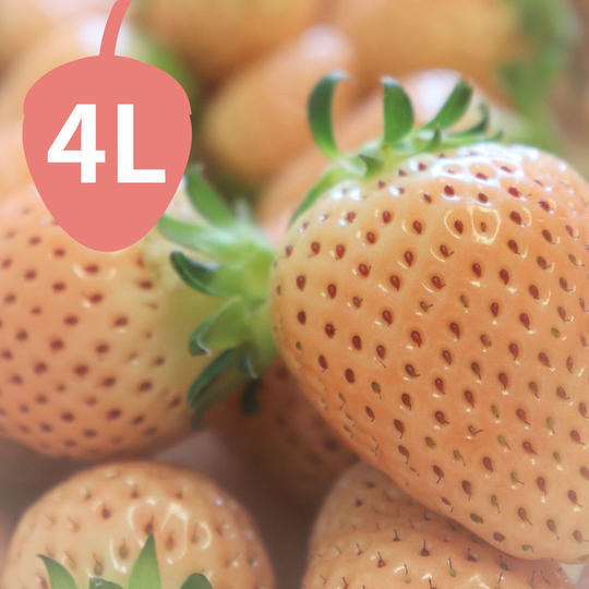 【数量限定】銀座で売り切れ続出!4Lサイズの白いちごパック