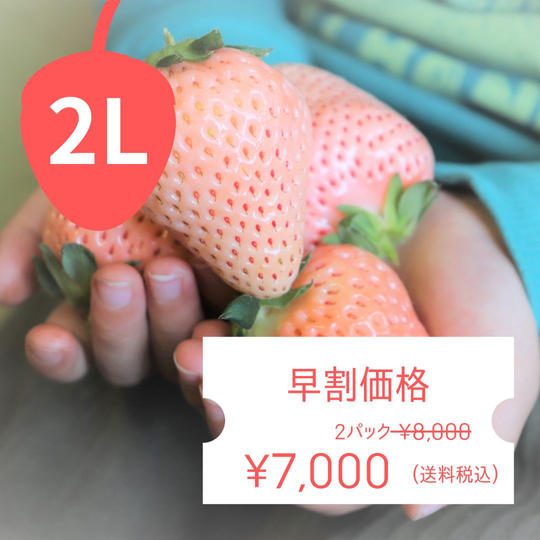 【早割】市場には出回らない贅沢な食べ応え!2Lサイズ以上の白いちご