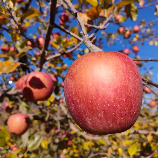 秋りんご　家庭用５kg