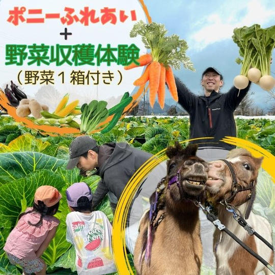 ポニーふれあい＋野菜収穫体験（野菜１箱付き）