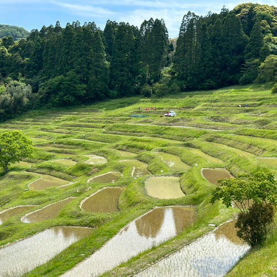特典付きCampサイト(大山千枚田)利用券(1日分)