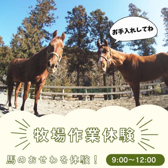 牧場作業体験