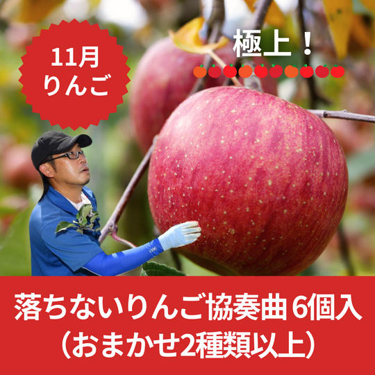 【11月お届け】落ちないりんご協奏曲　6個入（おまかせ2種類以上）【極上！】 