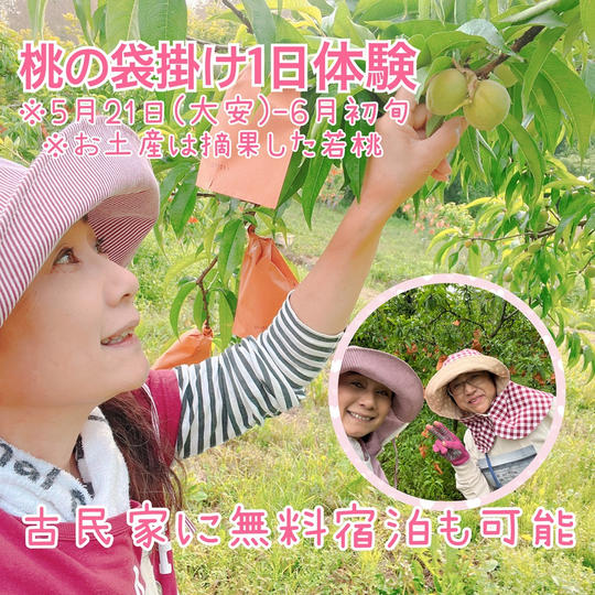 桃の袋掛け体験