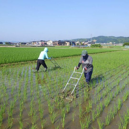 【プラン7】生きもの元気米・田植え体験(金沢市岸川)