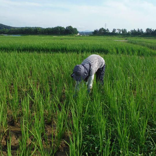 【プラン8】生きもの元気米・田んぼの草取り体験&生き物調査(金沢市二日市または金沢市岸川)