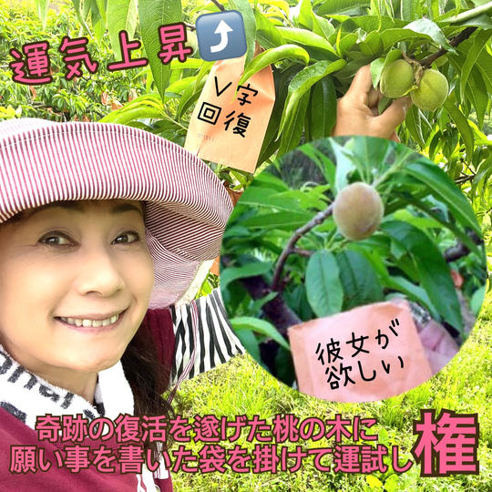 奇跡の復活を遂げた桃の木に願い事を書いた袋を掛けて運試しする権利