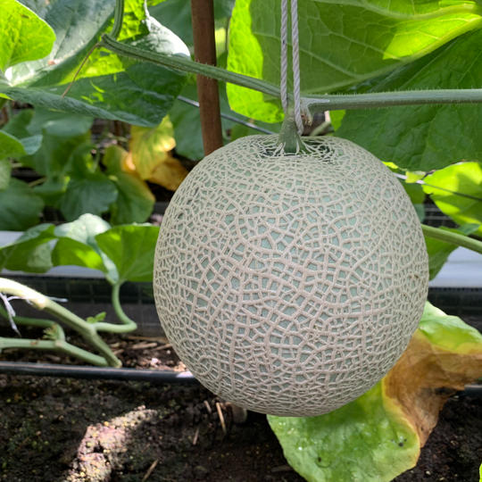 アクアメロン翠光（すいこう）贈答箱入り1玉