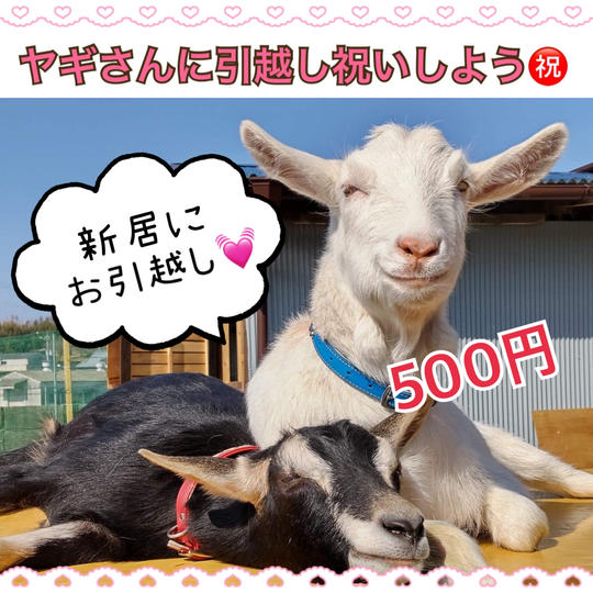 ヤギさんに引っ越し祝いしよう！