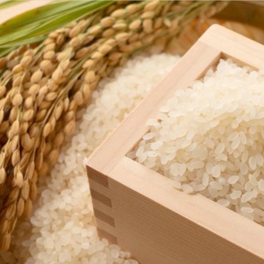 秋田こまち　新米10キロパック　提供：うめ こまち