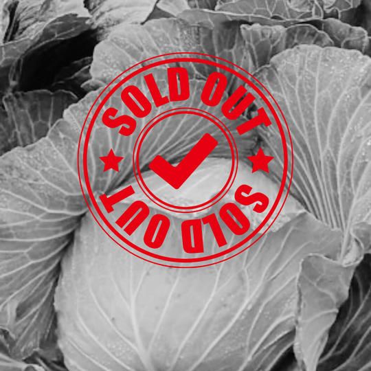 【朝採れ直送】「幻のキャベツ４１９」２玉