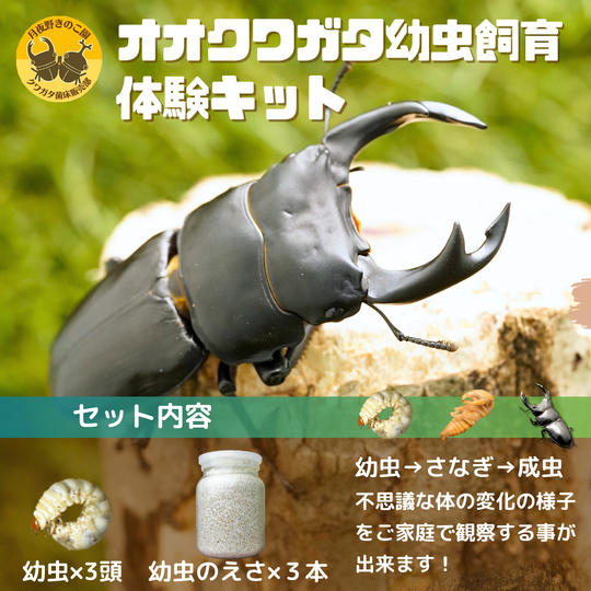 ②＼12月25日まで販売／【オオクワガタ】幼虫飼育体験キット（菌糸ビン）