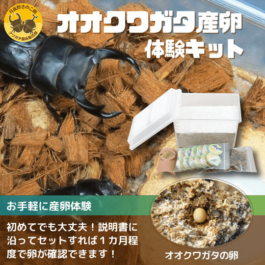 ①＼9月30日まで販売／【オオクワガタ】産卵体験キット