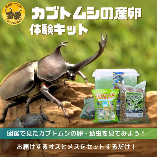 ③＼8月13日まで販売／ 【カブトムシ】産卵体験キット