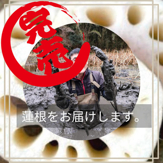 レンコンさんの蓮根をお届け