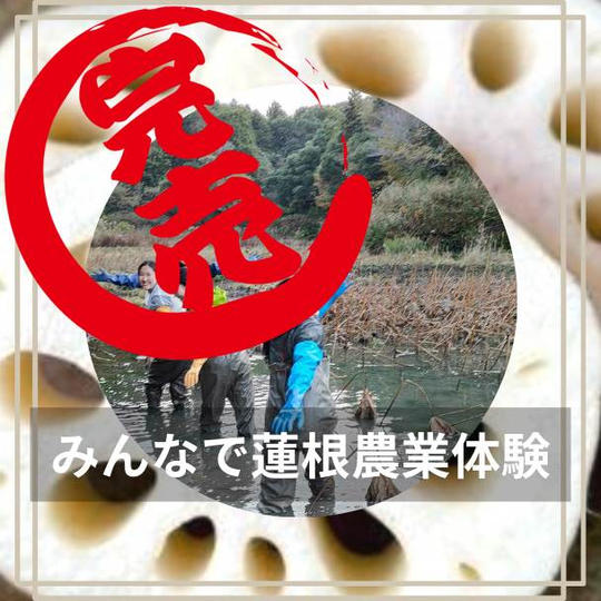 みんなで蓮根農業体験