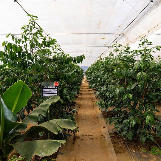 【国産】コーヒー苗オーナー権/1年・1本