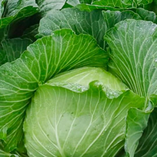好評につき追加販売！【朝採れ直送】「幻のキャベツ４１９」２玉