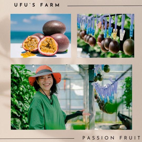 恩納村パッションフルーツ農園ツアー