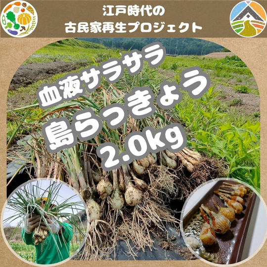 島らっきょう 2.0kg
