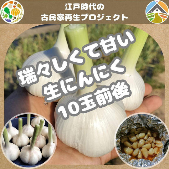 生にんにく 10玉前後
