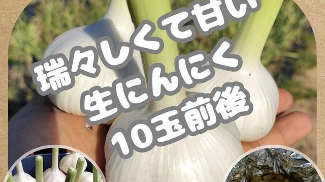 生にんにく 10玉前後 - (江戸時代の古民家再生プロジェクト 〜一緒に創る、丁寧な暮らし体験と癒しの場〜) | クラウドファンディング ...