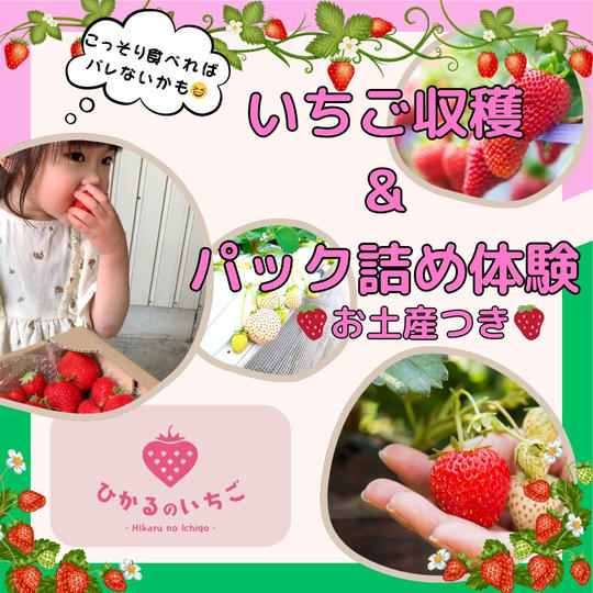 いちご収穫＆パック詰め体験（お土産付き）