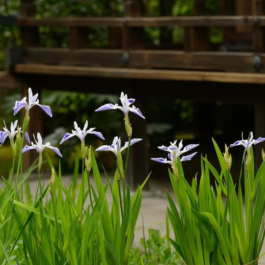 【限定5】第35回大聖寺文化・護友会　ペアご招待