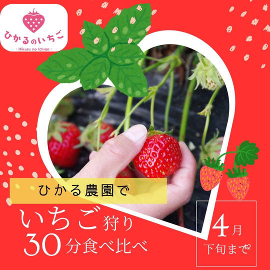 ”ひかるのうえん”でいちご狩り